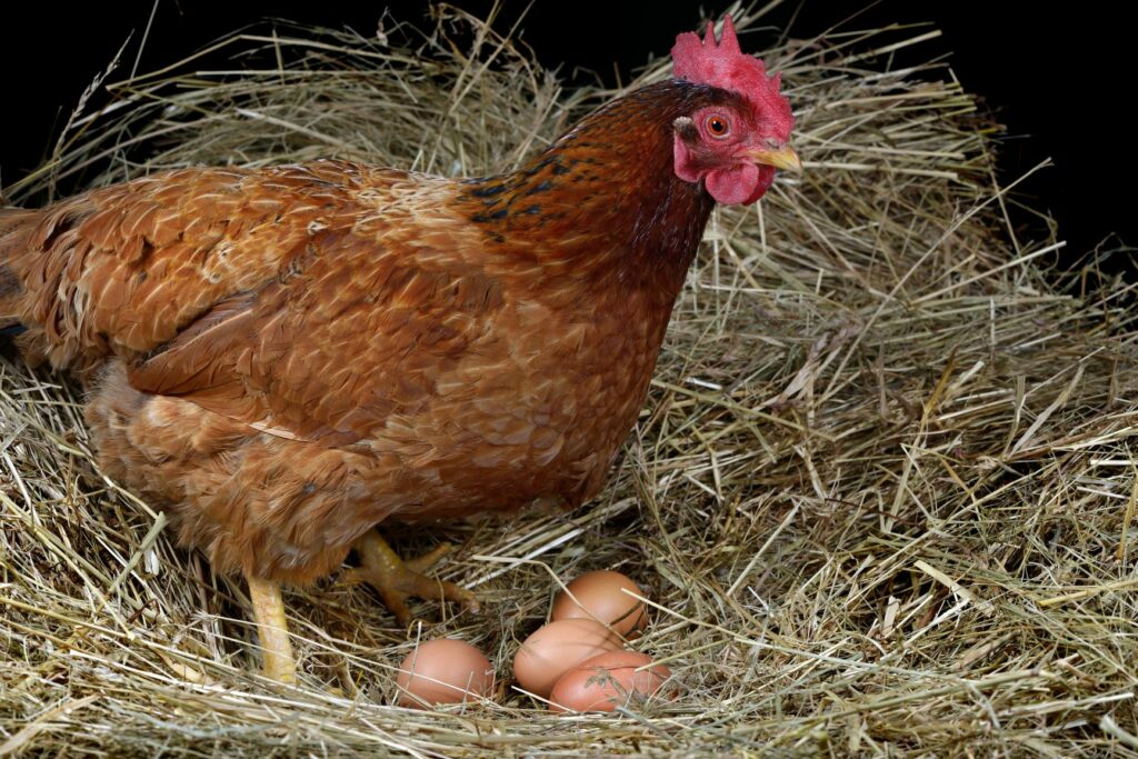 A chicken standing over 4 eggs nestled in a straw bed